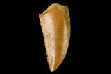 Serrated, Raptor Tooth - Real Dinosaur Tooth #154743-1
